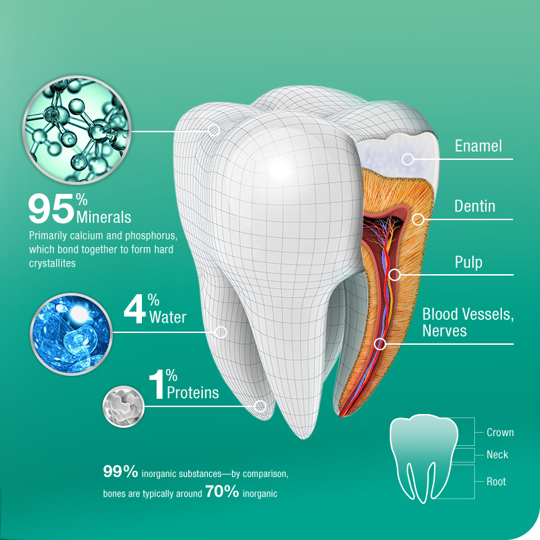 The Anatomy of a Tooth The Anatomy of a Tooth