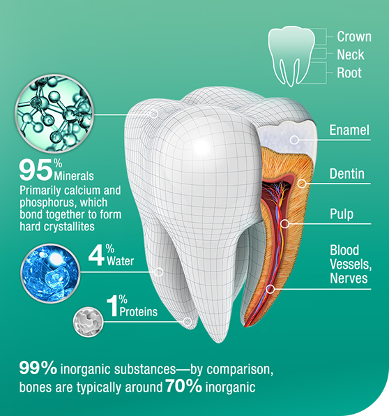 The Anatomy of a Tooth The Anatomy of a Tooth